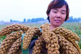 猪粪、牛粪、羊粪、鸡粪，哪种“粪”肥效好？3分钟看明白图片