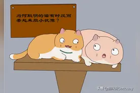 聪明的猫有时反而看起来胆小犹豫，猫思维模式有异，猫更喜欢观察图片