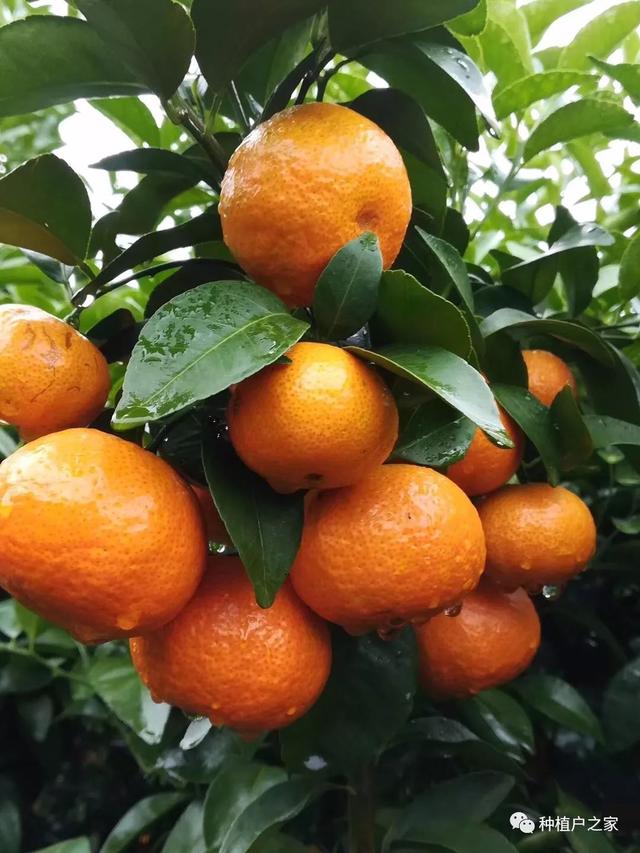 氨基酸肥会影响转色么？会使果子返青么？