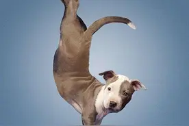 来自训犬师的咆哮：别再让我教狗耍杂技了！图片