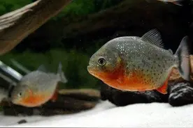 水中狼族食人鱼？作为观赏鱼，其实没那么恐怖！图片