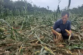 玉米即将丰收，遭遇野猪啃食  长安区后村村民忧心忡忡：咋防野猪入侵？图片