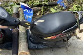 每次去花卉市场，都在“垃圾堆”捡几盆花，发财树、绿萝图片