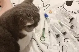 曾被人弃养的猫咪，因病需要每天吃药，它乖巧且主动图片