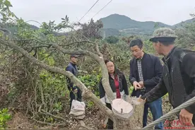 打造桂圆示范基地图片