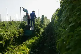 麻山药用肥怎么选？用这一招，麻山药出苗快、茎秆粗图片