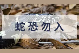 从胆战心惊到爱不释手，王蛇入门介绍图片