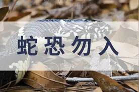 从胆战心惊到爱不释手，王蛇入门介绍图片