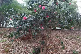 “三重一大”会议记录如何撰写图片