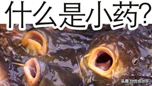 知理善用、深度解析——“钓鱼小药”在垂钓中的作用、成分、原理