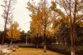 秋风中飘舞的银杏叶图片