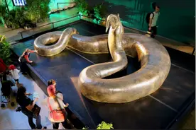 地球上最长的蛇是什么？印尼9米巨蟒被发现，是“变异”物种吗？图片