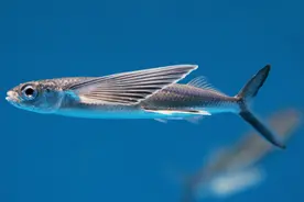 你可能没见过飞鱼，但是你一定吃过它的卵图片