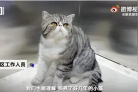 哈尔滨确诊病例家中3只猫核酸阳性，被执行安乐死图片