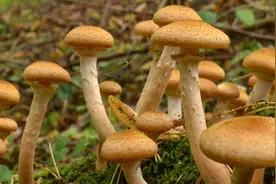 在杭州小和山玉皇山孤山看见蘑菇 要远离避免有毒图片