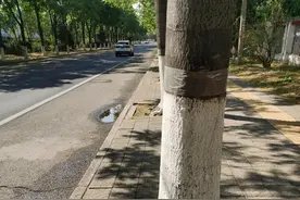 椿树根缠棺图片