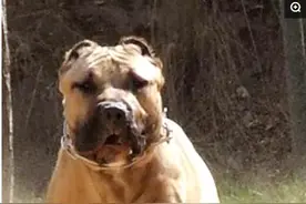 世界排行前十最凶猛的犬！哪国的最厉害？图片