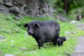 农民意外获得鹅蛋大“猪宝”，北京有人愿出3000万收？图片