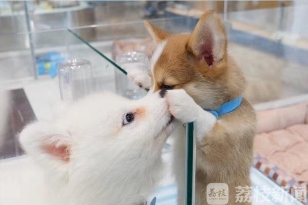 用领养代替购买，看看这家七层楼的巨无霸宠物店什么样？