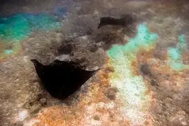 魔鬼鱼只能隔着玻璃看？这里的魔鬼鱼可以骑，游客：难以想象图片