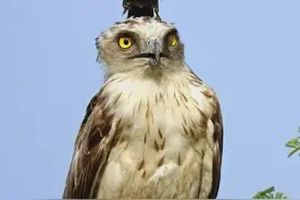 斗狗逐鹰，荤素不忌，乌鸦智商仅次于人，人类灭绝后乌鸦成主宰？图片