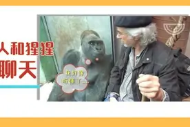 老爷爷跟猩猩聊天 猩猩一脸认真：我好像听懂了图片