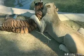 泉州：公狮+母虎，产下一只狮虎兽！竟然长这样……图片