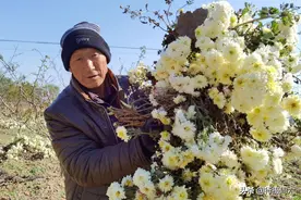 寒风里6旬老人摘菊花，说起儿子泪流满面，孙子是他的骄傲图片