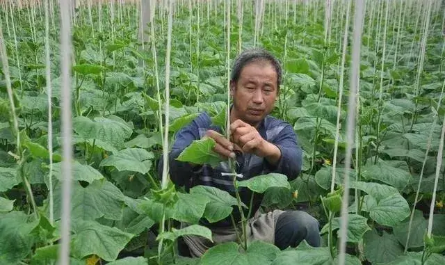 白酒+啤酒，既是叶面肥又是杀虫剂 快来看看怎么用？