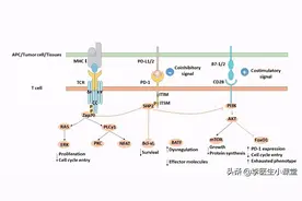 什么是免疫治疗？免疫治疗靠什么延长癌症患者生命？图片