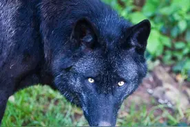 为报林家30几口被杀仓子之仇，二丫带领五只狼追杀“江上飘”图片