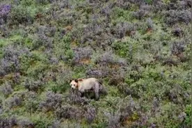 四川石渠：距离县城10公里处再次发现棕熊图片