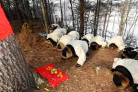 民国长白山林区有不少“忌讳”，伐木工睡觉时，为何不能趴着睡图片