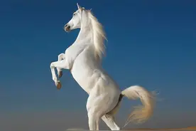 将军含泪下令杀战马，马却突然做出不寻常举动，让部队走出绝境图片