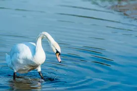 老年人重病，银行存款如何提取？图片