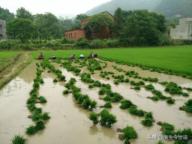 中国基尼指数，什么是基尼指数（发展中国家的基尼系数）