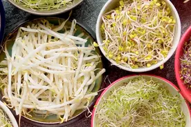 斥资1.6亿！实探北京规模最大豆芽生产加工基地，就在通州这里图片