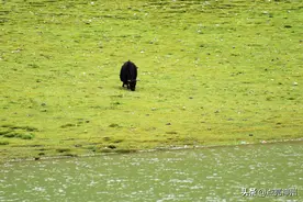 唐蕃古道出藏攻略3：让人赞叹的高原牧场风光图片