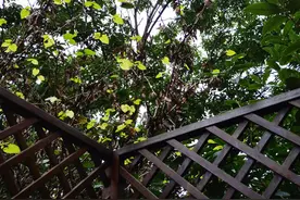 紫荆豆成熟了图片