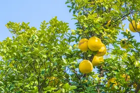 看山海经，一天熟悉一种志怪，贰佰贰拾柒，异木櫾图片