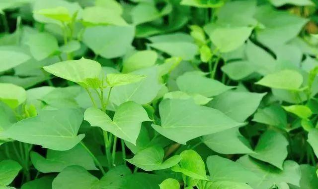 自己就能配制全营养氨基酸叶面肥，产量能翻番，一季只需喷3遍