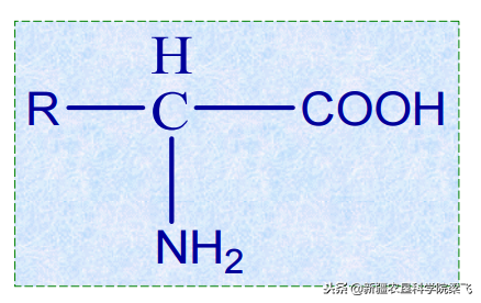 浣犵煡閬撴皑鍩洪吀鑲ユ枡鐨勪綔鐢ㄥ悧