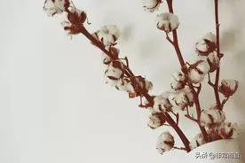 天然彩棉培育的手法上要独具匠心，原生态的意味相当的浓烈图片