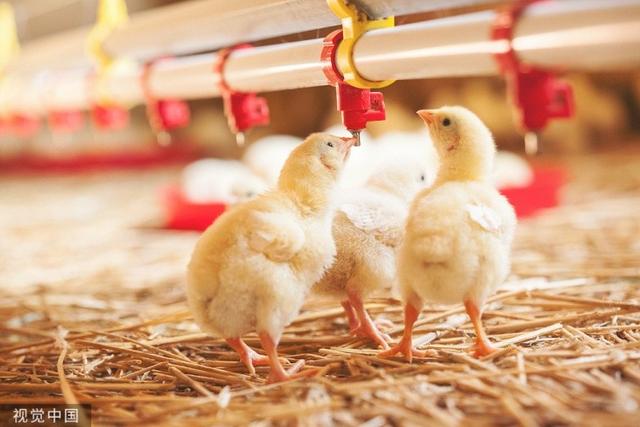 what？限制蛋氨酸与抑制肿瘤生长有关？