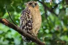 为什么说猫头鹰一笑就预示着有人去世？图片