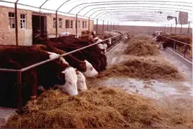 不吹牛！科学育肥牛饲料配方表+科学饲养管理，日长4斤！图片