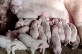 我们养殖母猪，如何预防母猪难产，避免给我们带来巨大损失？图片