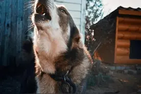 三更半夜狗狂叫！难道有什么预兆？看看老人的说法，是不是这样？图片