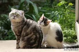 两月龄的小猫咪，到家后不吃不喝，怎么办呢？图片