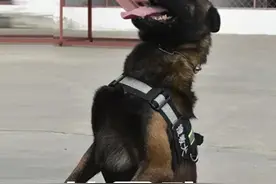 一起了解搜救犬的训练日常图片